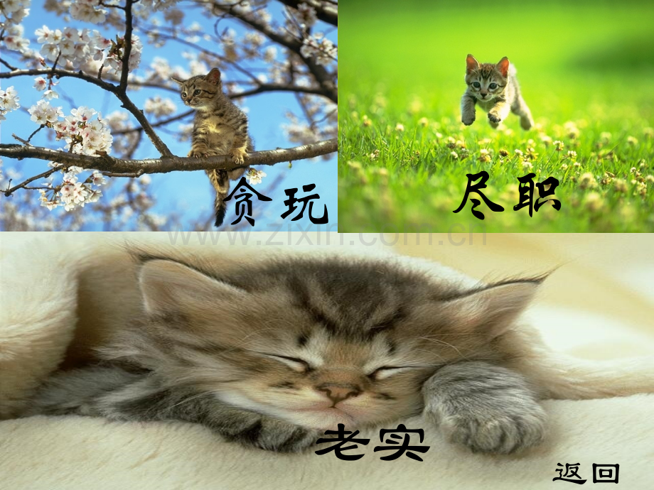 人教版四年级语文上册《猫》老舍-PPT.pptx_第3页