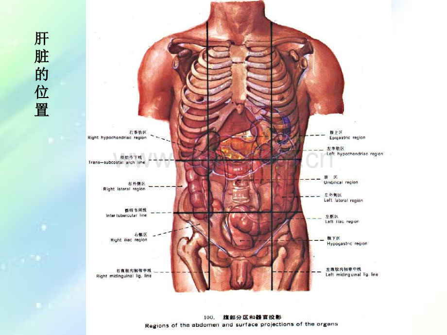 肝脏胆道系统解剖-PPT.ppt_第2页