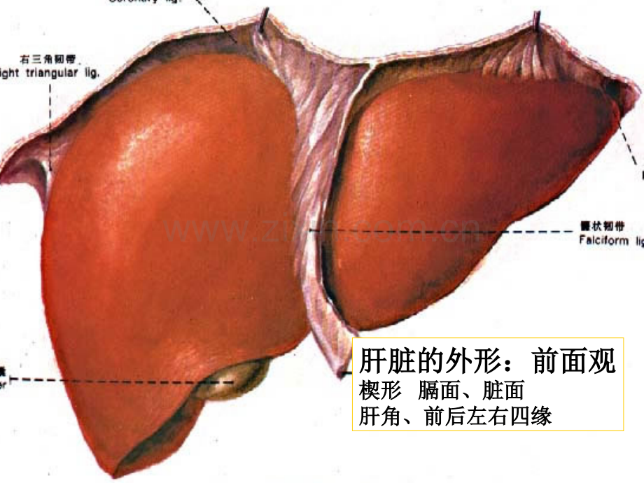 肝脏胆道系统解剖-PPT.ppt_第3页