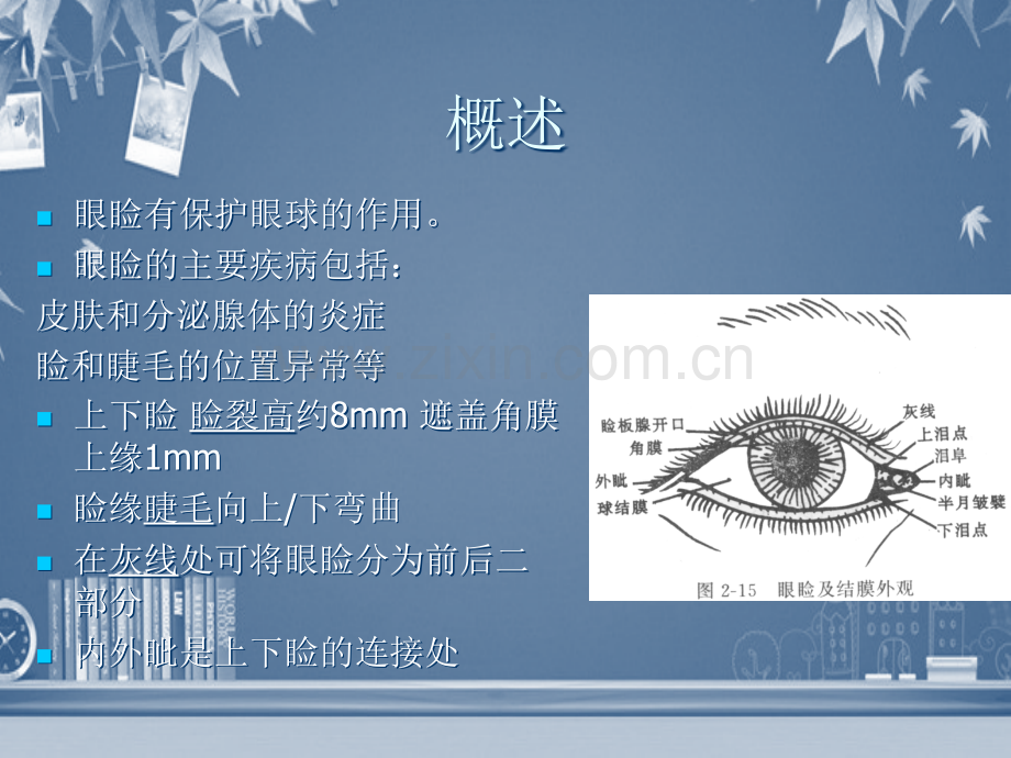 眼睑病-PPT.ppt_第2页