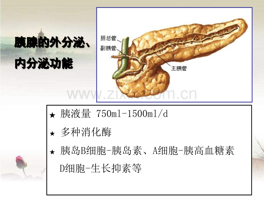 胰腺肿瘤病变的影像学诊断ppt.ppt_第3页