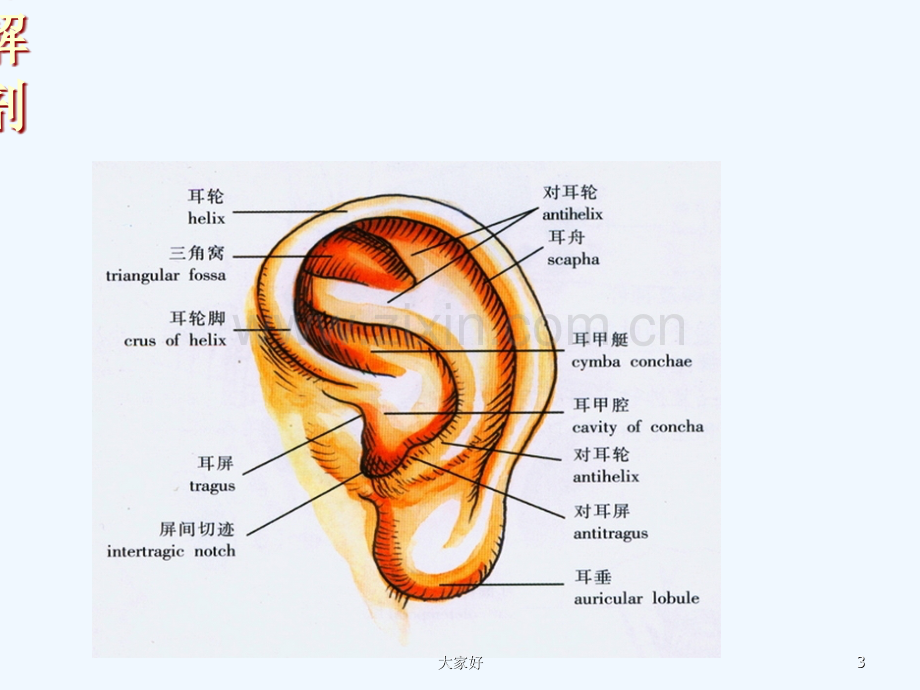 外耳解剖-PPT.ppt_第3页