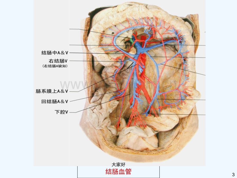 右半结肠解剖-PPT.ppt_第3页