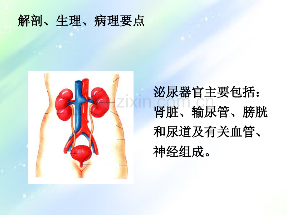 肾内科相关基础知识-PPT.ppt_第2页