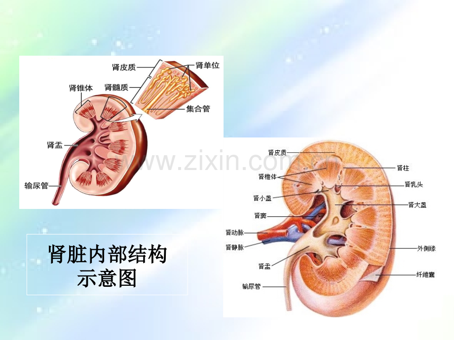 肾内科相关基础知识-PPT.ppt_第3页