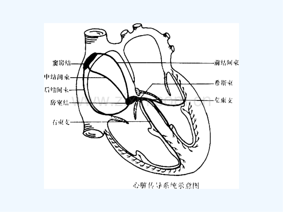 第三篇内科学之心律失常课程-PPT.pptx_第3页