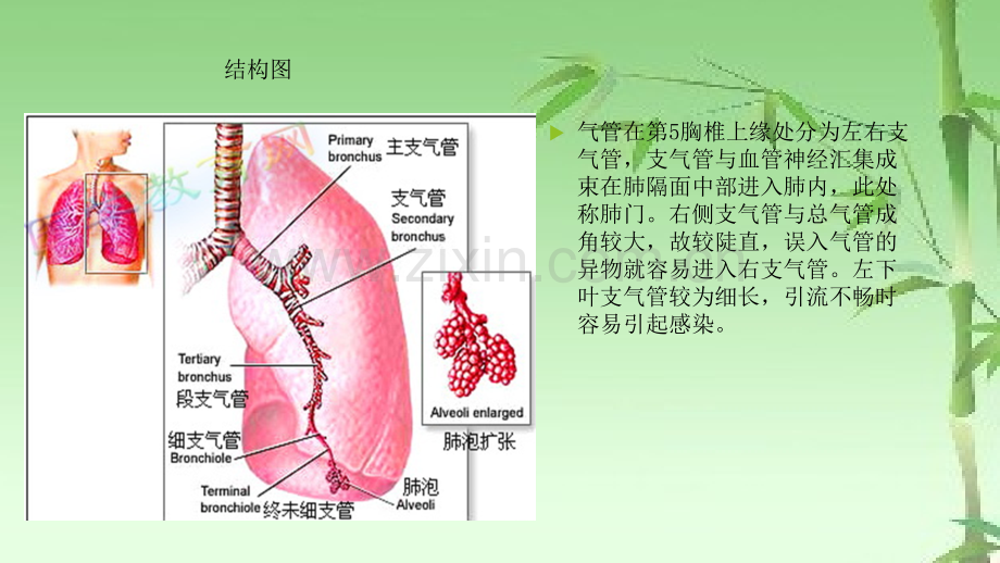 听诊呼吸音ppt.ppt_第2页