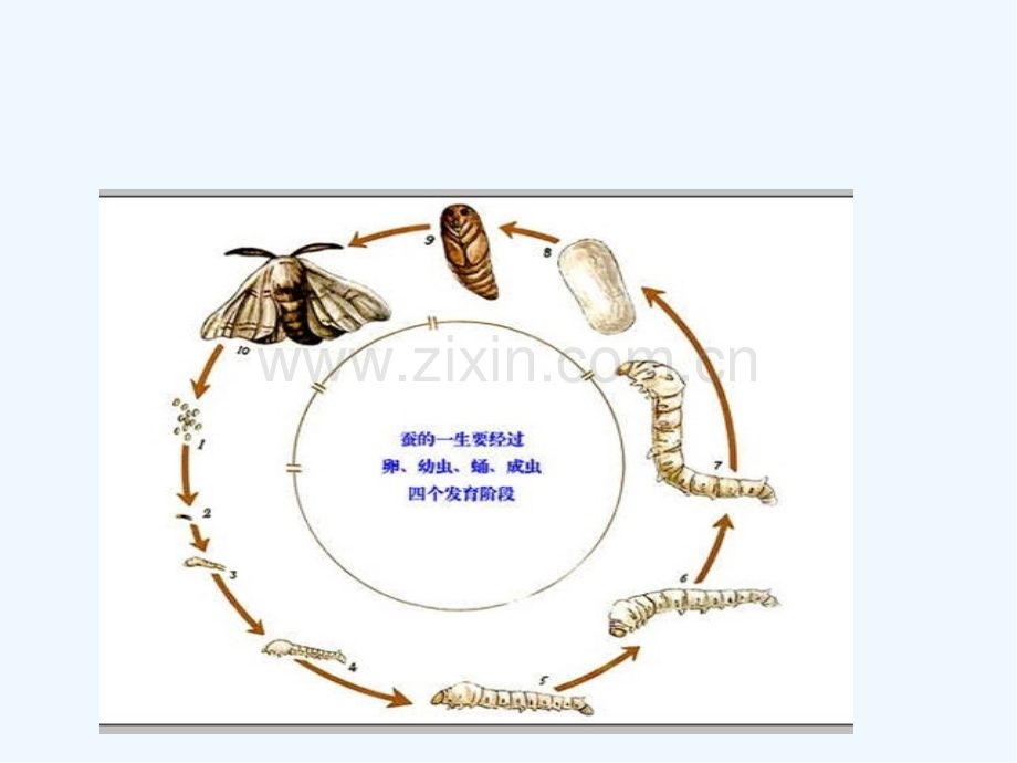 小学科学实验的课件-PPT.pptx_第2页