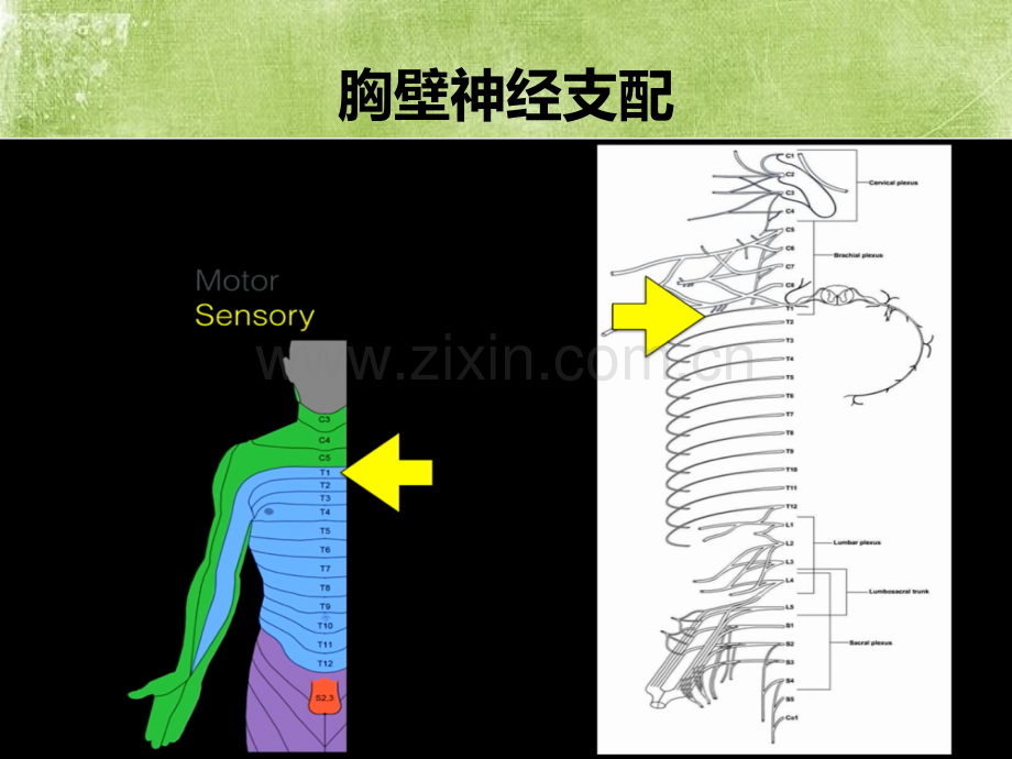 躯干神经阻滞ppt.ppt_第3页