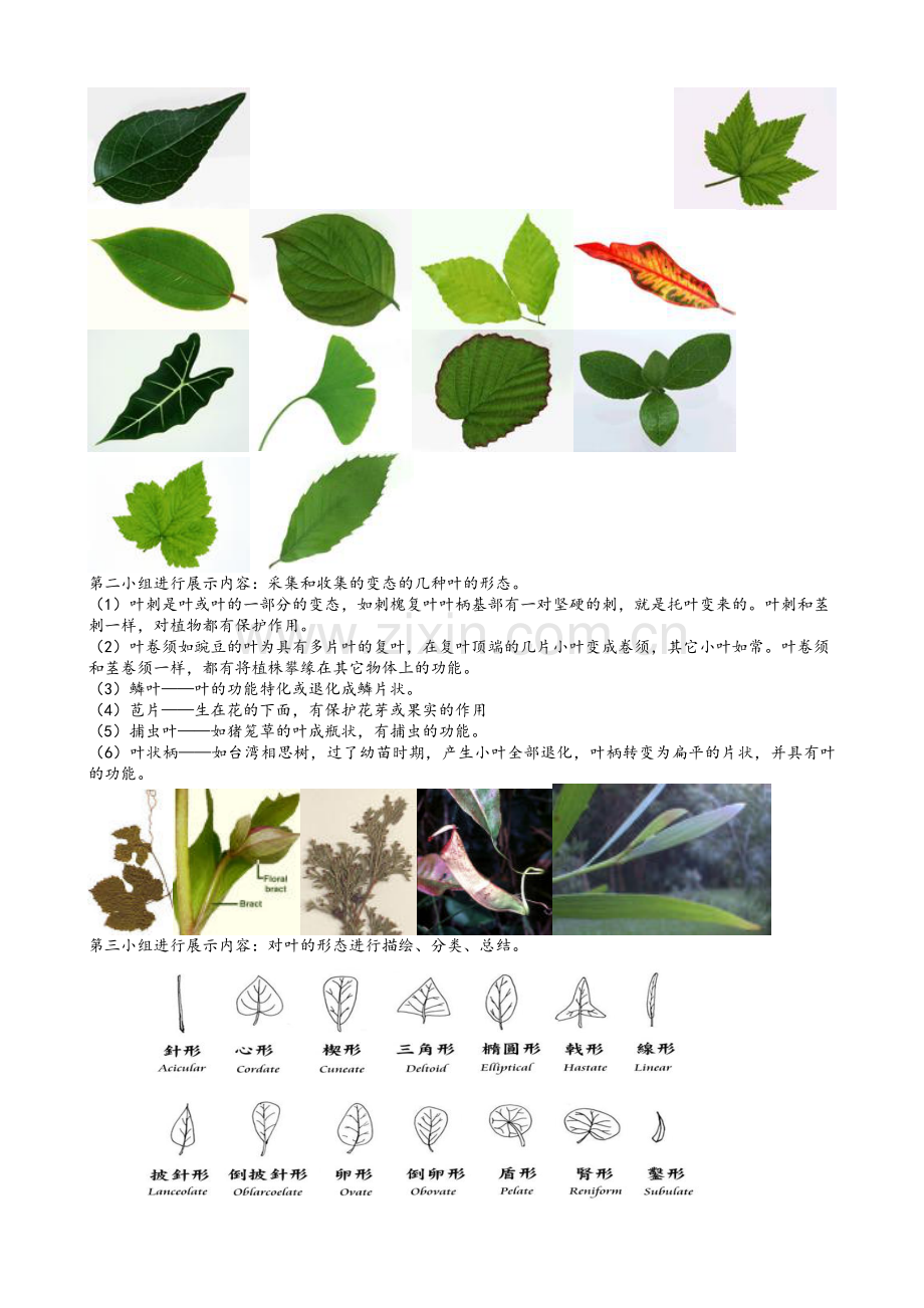 生物综合实践活动课教案.doc_第2页