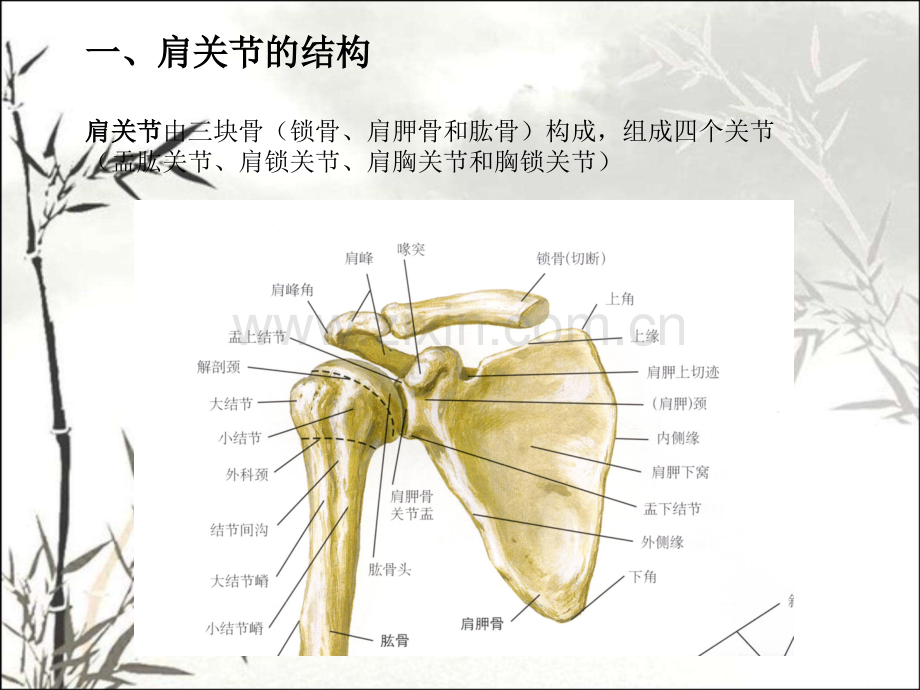 肩关节解剖及常用查体方法ppt课件.ppt_第2页