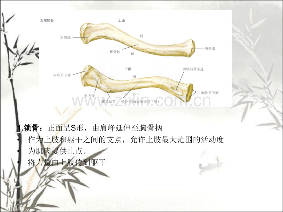 肩关节解剖及常用查体方法ppt课件.ppt_第3页