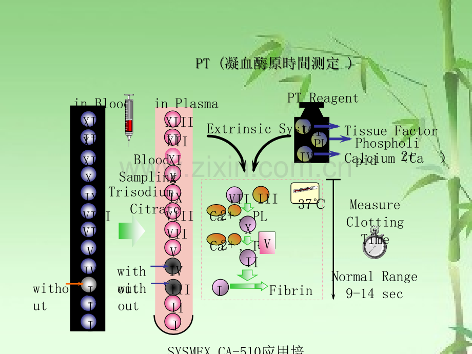 凝血四项原理及临床意义ppt.ppt_第2页