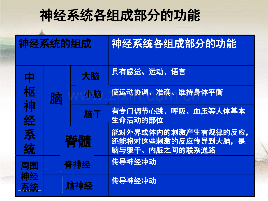 中枢神经系统(系统解剖学)ppt.ppt_第3页