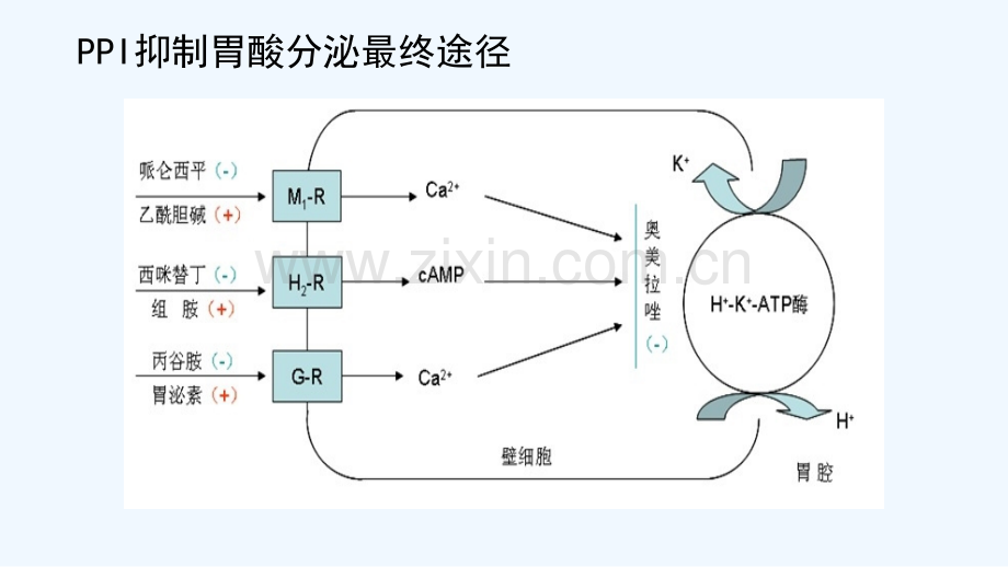 奥美拉唑口服制剂临床应用-PPT.ppt_第3页