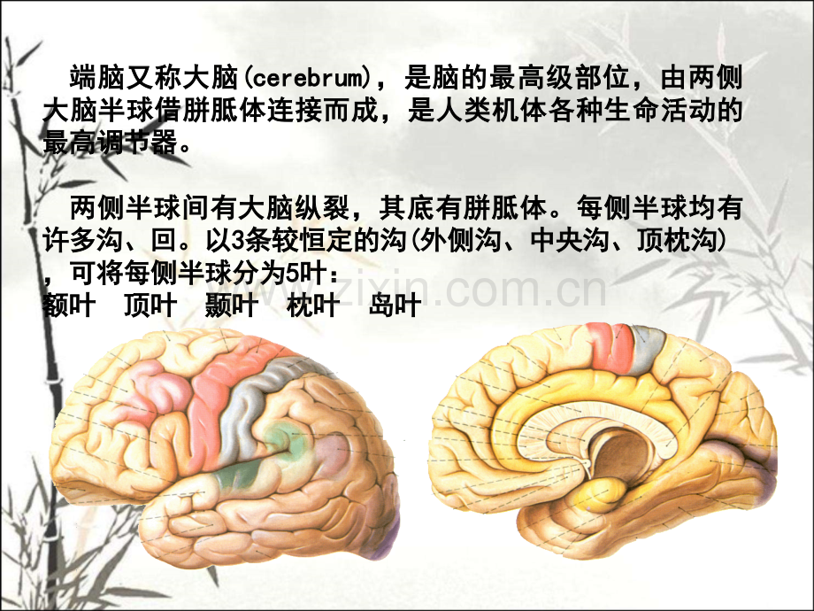 脑功能解剖ppt课件.ppt_第3页