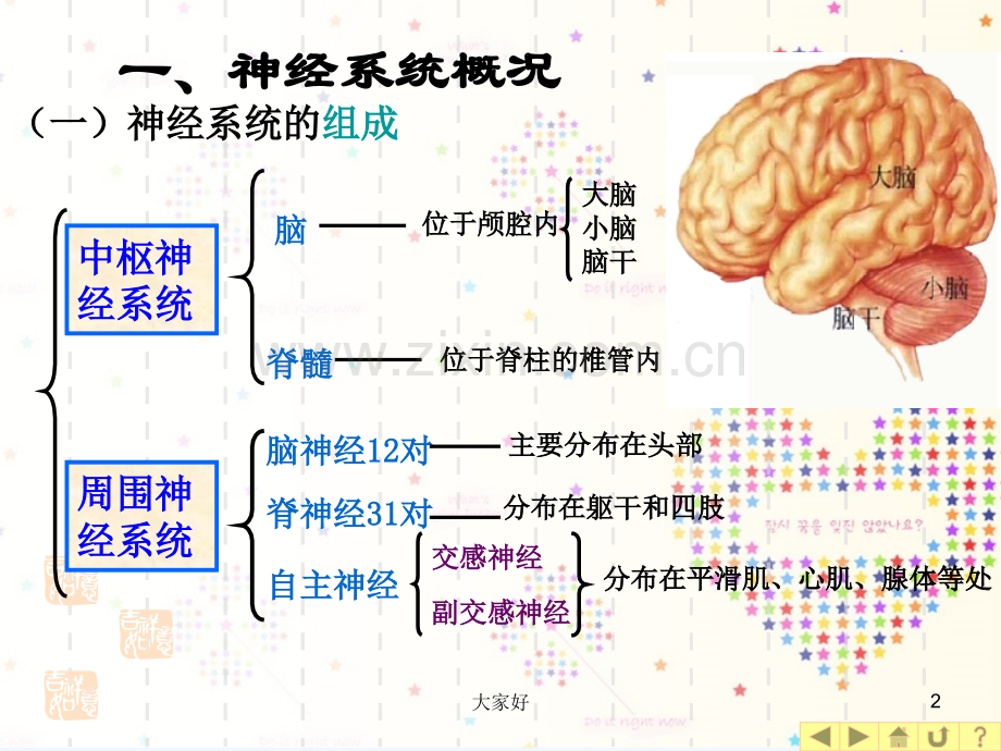 幼儿神经系统特点及保育-PPT.ppt_第2页