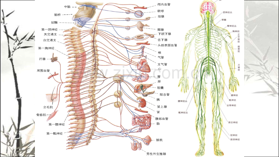 人教版生物必修三第二章第一节通过神经系统的调节ppt.ppt_第2页