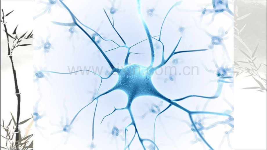 人教版生物必修三第二章第一节通过神经系统的调节ppt.ppt_第3页