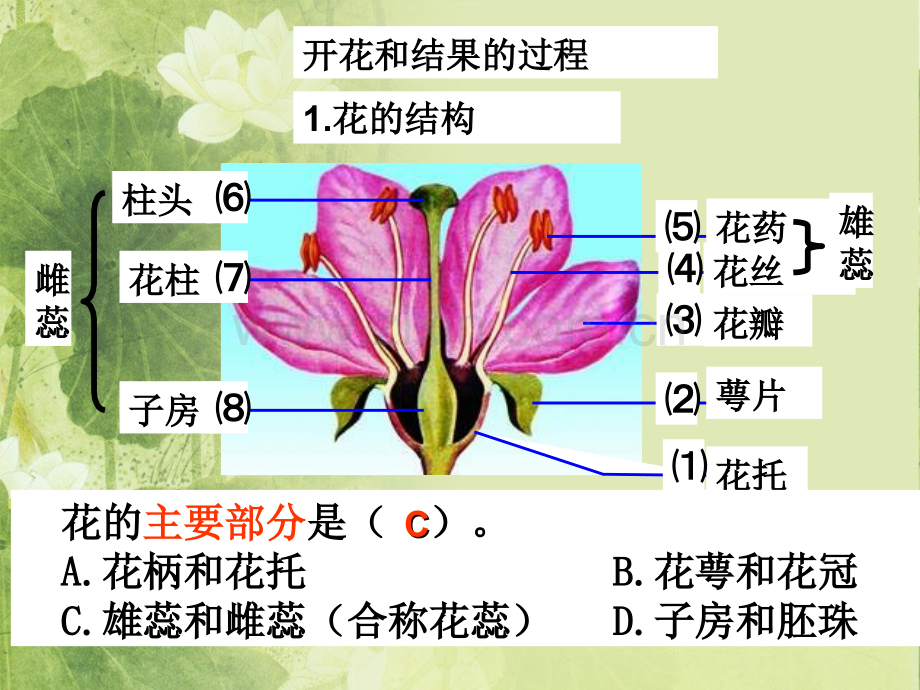 生物圈中的绿色植物复习课课件要点.ppt_第2页