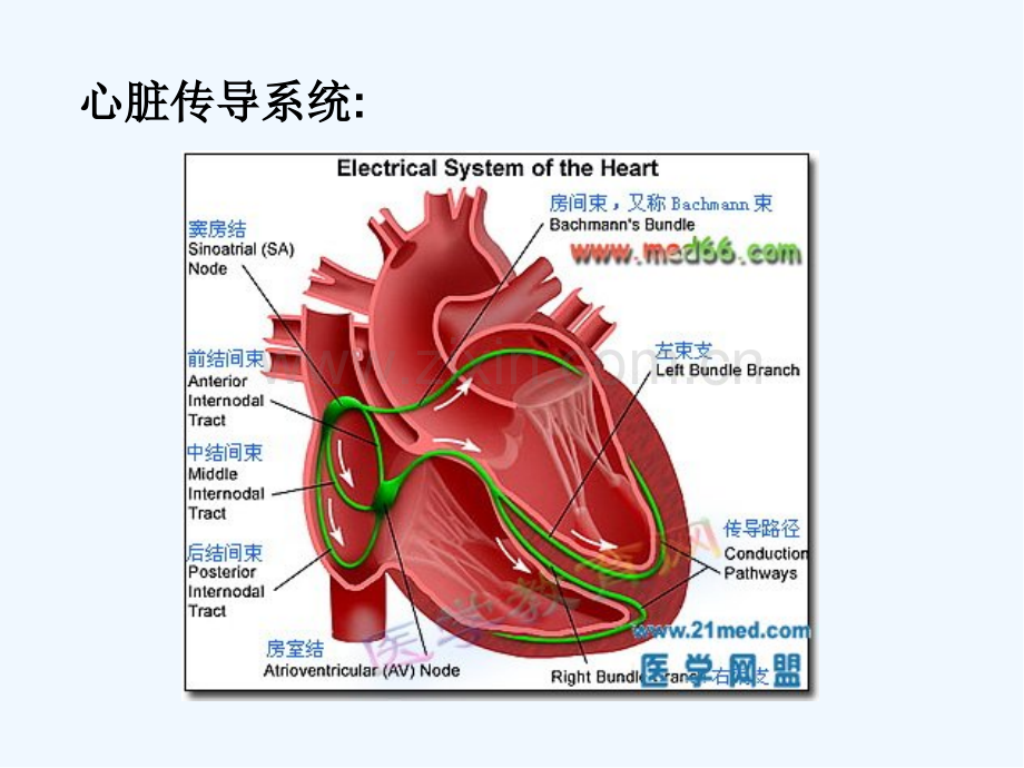 窦房传导阻滞课件-PPT.pptx_第2页