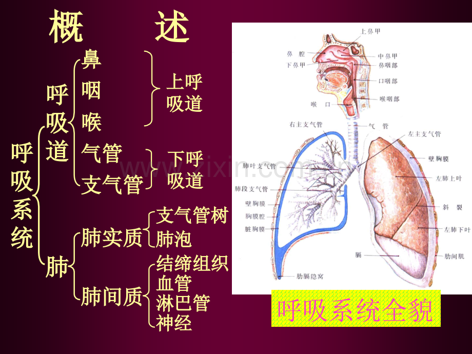 系统解剖学-呼吸系统课件.ppt_第2页