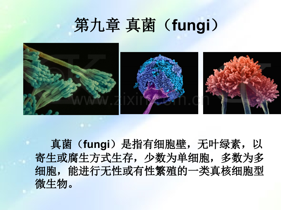 微生物学真菌-PPT.ppt_第1页