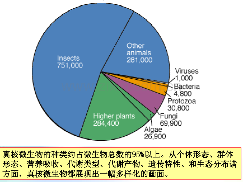 微生物学真菌-PPT.ppt_第2页