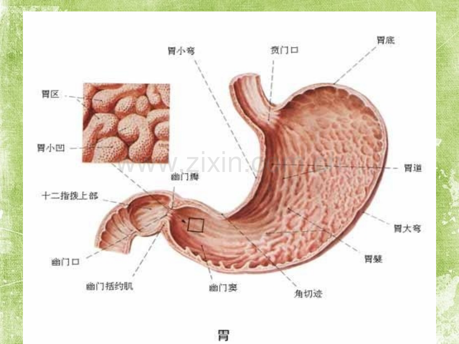 胃穿孔的诊治思路ppt.ppt_第2页