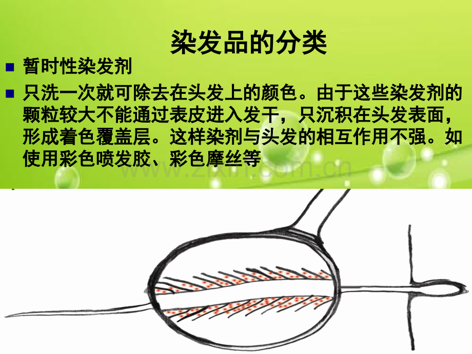 染发课程染膏的成份和原理-PPT.ppt_第2页