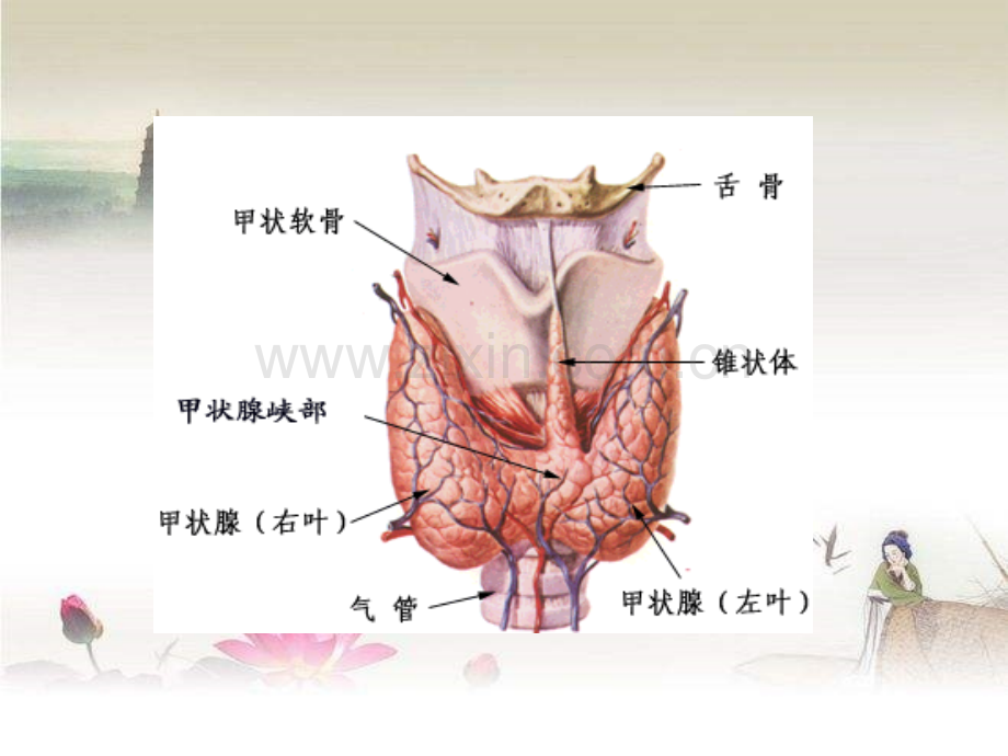 内科学甲亢ppt.ppt_第3页