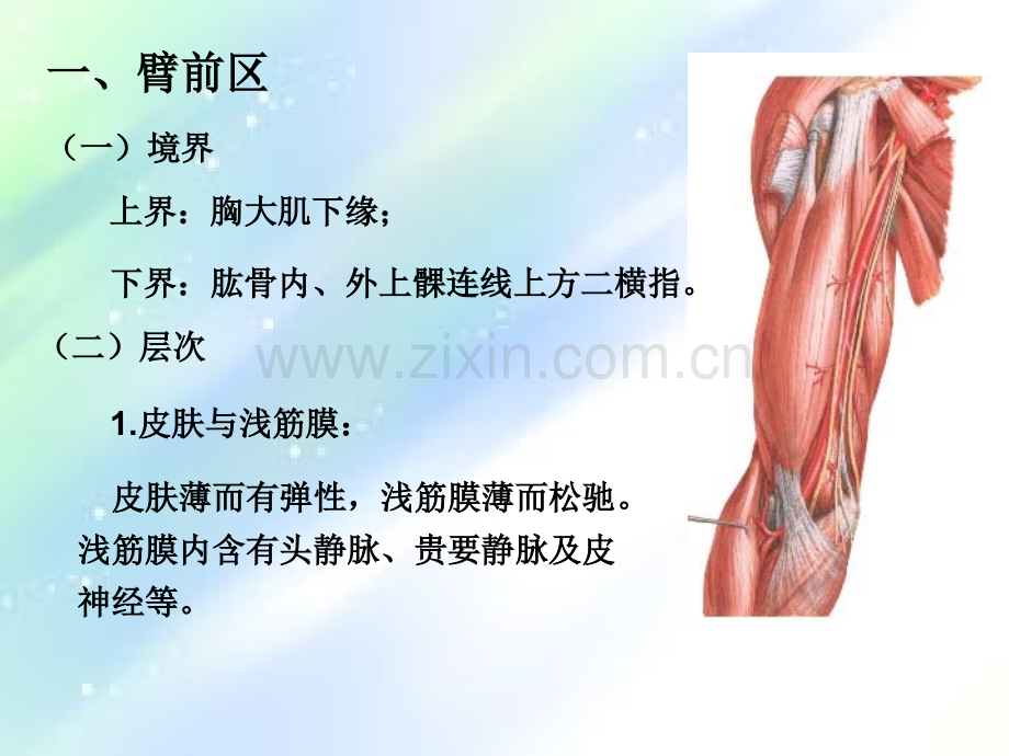 局部解剖学-臂前、肘前及前臂前区ppt.ppt_第2页