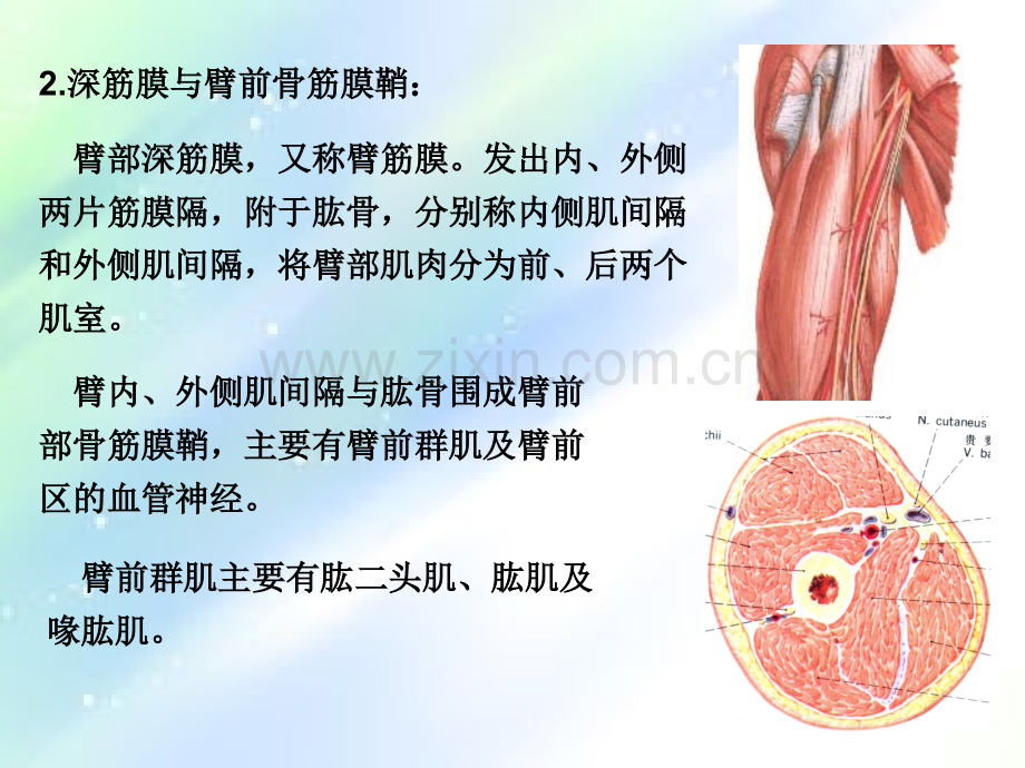 局部解剖学-臂前、肘前及前臂前区ppt.ppt_第3页