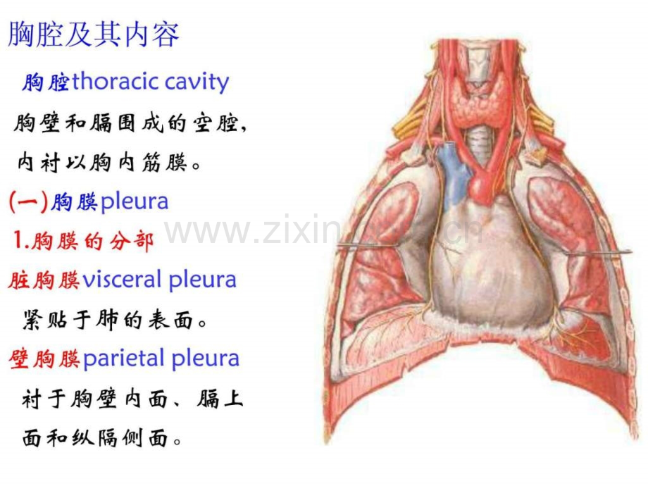 胸膜、胸膜腔及纵膈.ppt.ppt_第2页