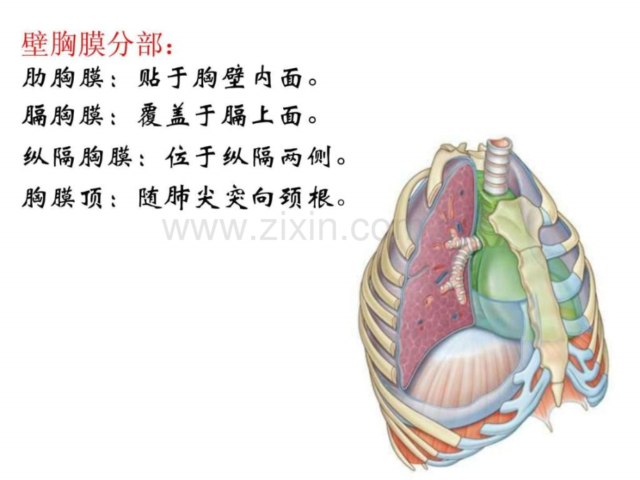 胸膜、胸膜腔及纵膈.ppt.ppt_第3页