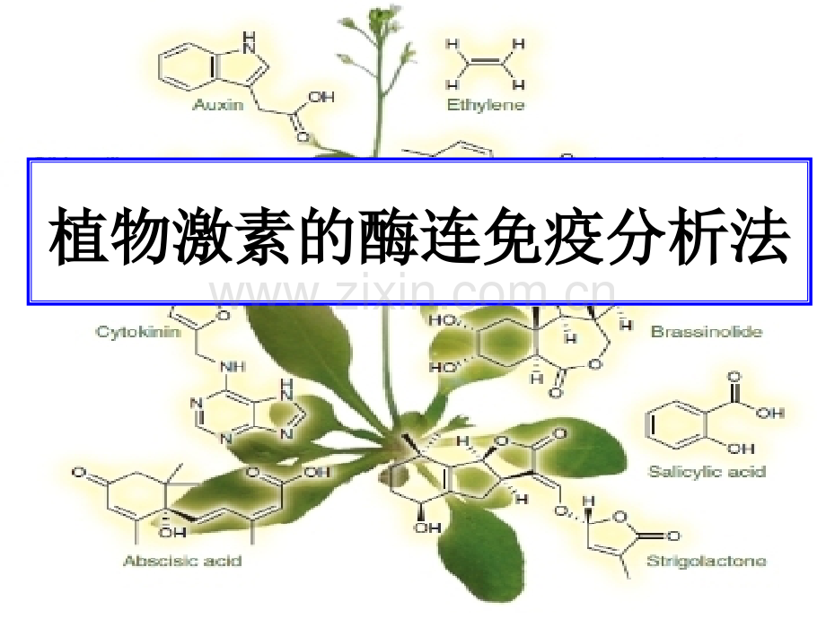 植物激素的测定方法-(2).ppt_第1页