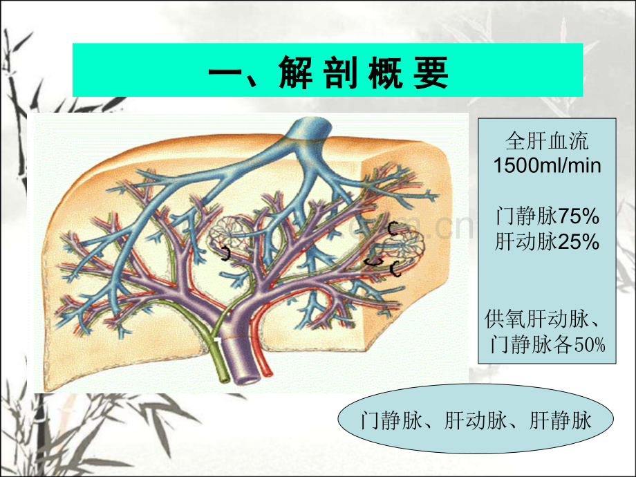 门脉系统解剖及门脉高压病理生理PPT.ppt_第2页