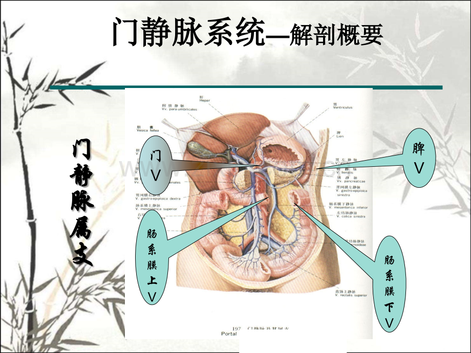 门脉系统解剖及门脉高压病理生理PPT.ppt_第3页