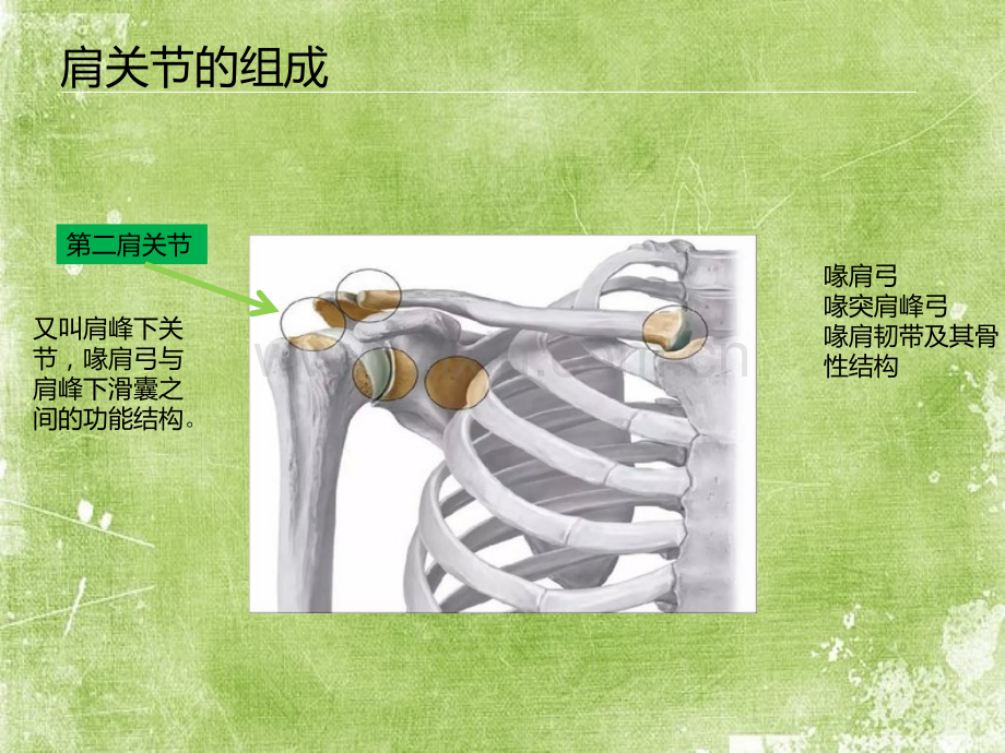 肩关节功能解剖ppt.ppt_第2页