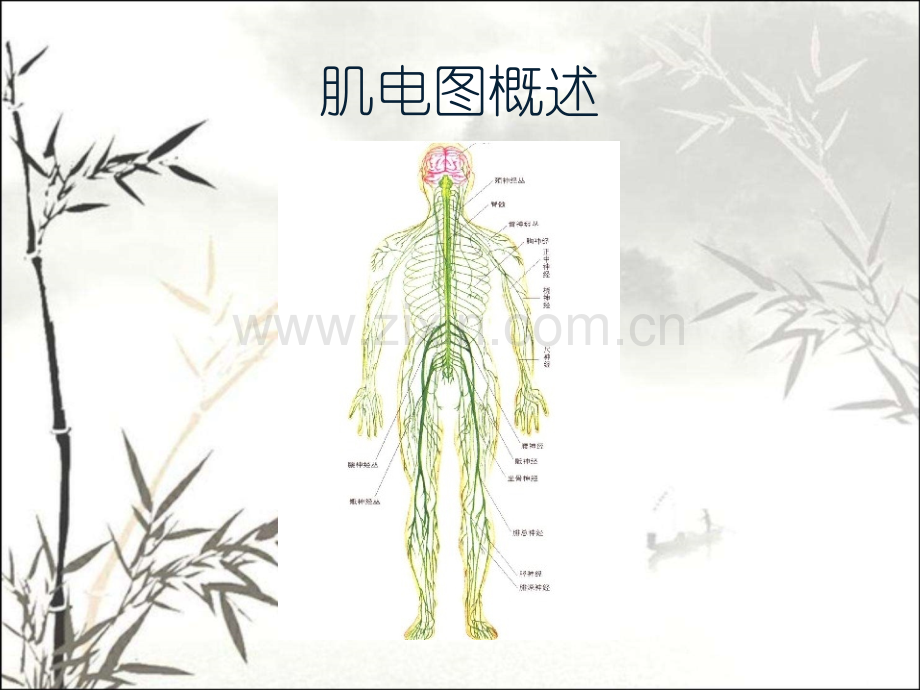 肌电图概述.ppt_第1页