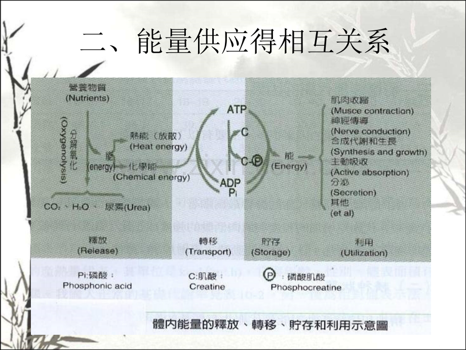 第五章-运动时骨骼肌的代谢调节与能量利用.pptx_第3页