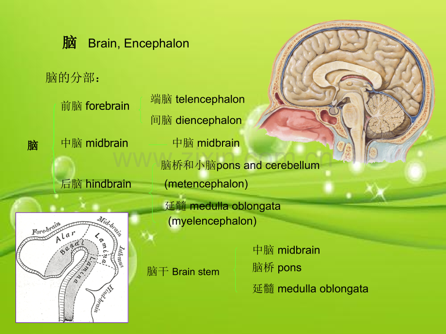 脑干解剖-PPT.ppt_第2页