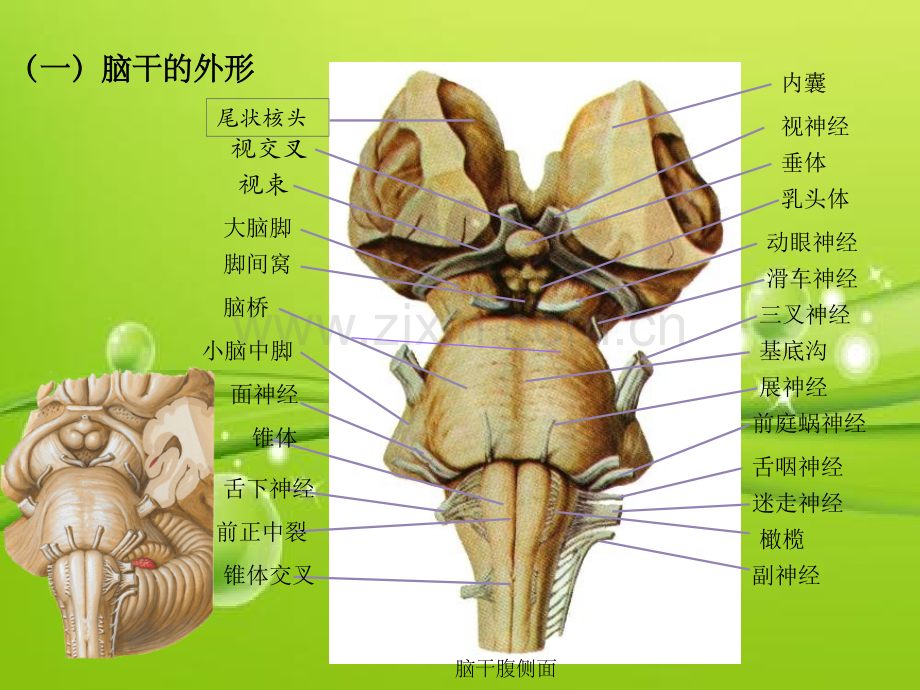 脑干解剖-PPT.ppt_第3页