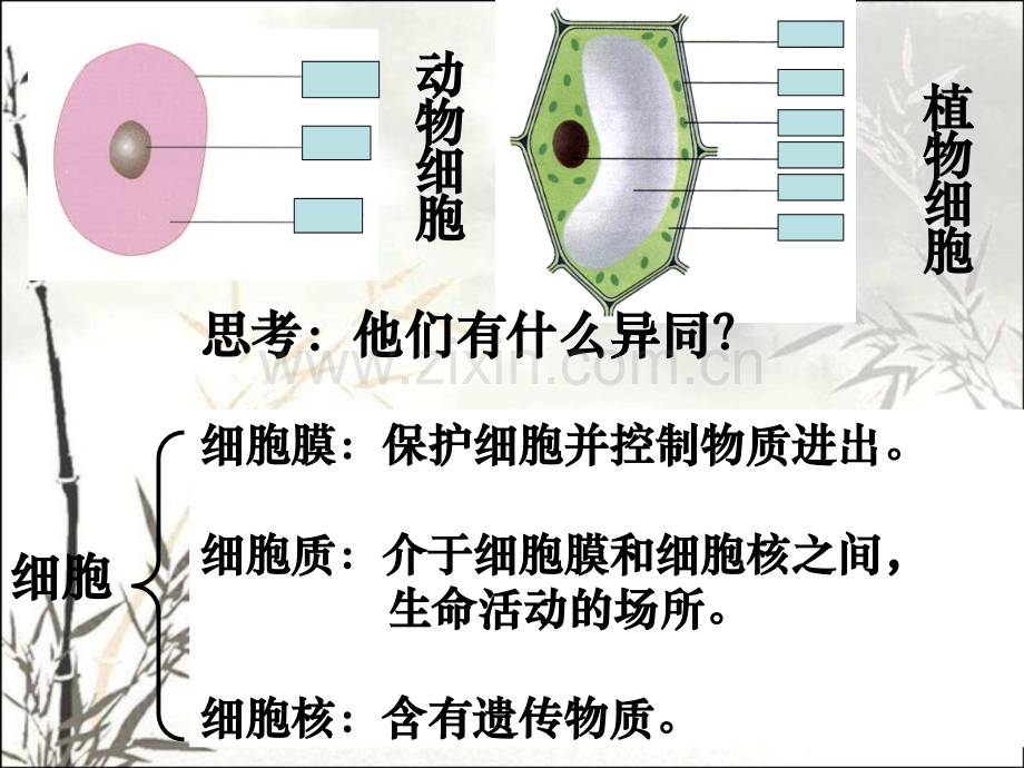 生物体的结构层次1ppt.ppt_第1页