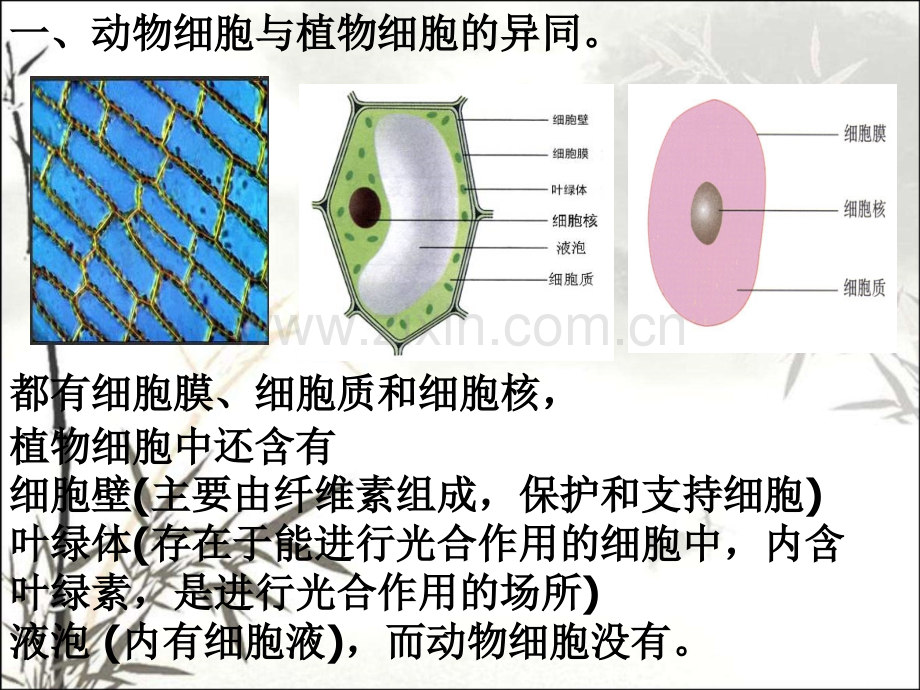 生物体的结构层次1ppt.ppt_第2页