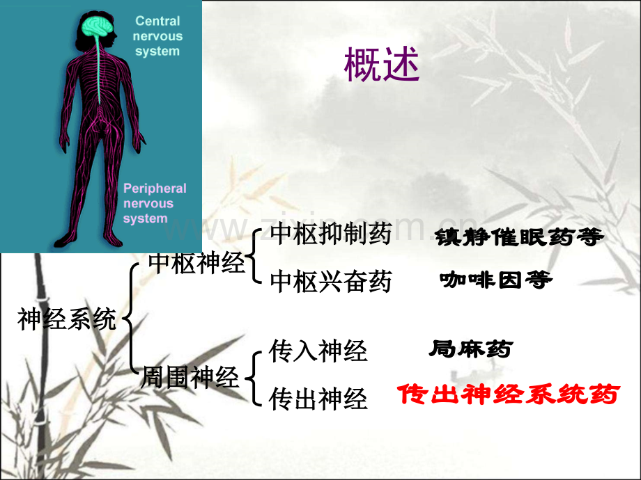 传出神经系统药理概论.ppt_第2页