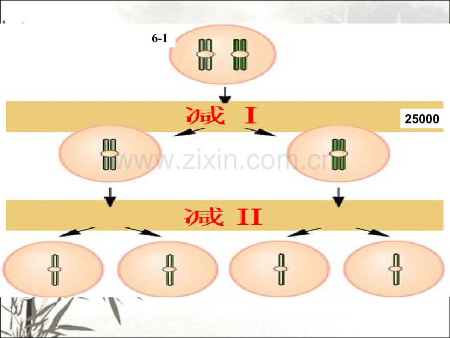 第六章真核生物的遗传分析.pptx_第3页