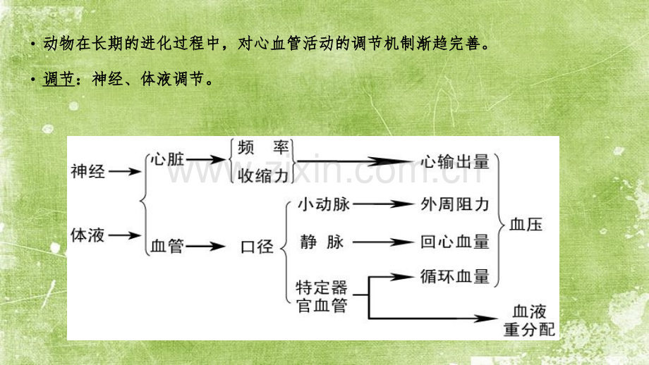 心血管活动的调节ppt.ppt_第3页