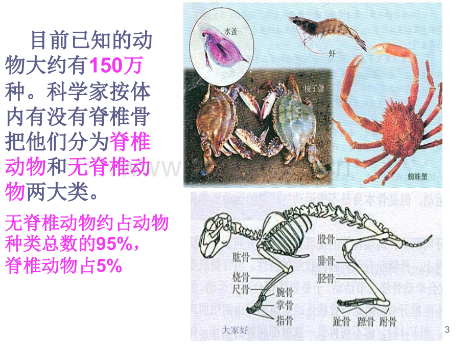 动物的主要类群复习.ppt_第3页