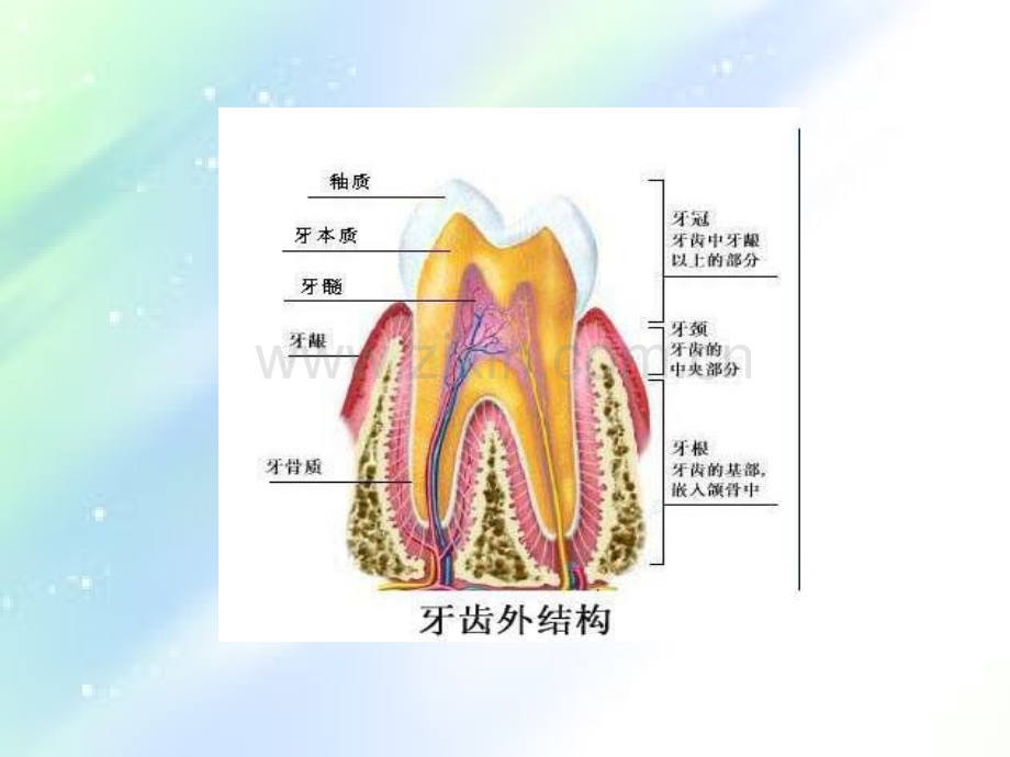 牙齿的组织结构ppt.ppt_第3页